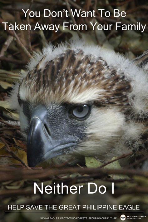 Philippine Eagle Conservation Posters – Chris Foito