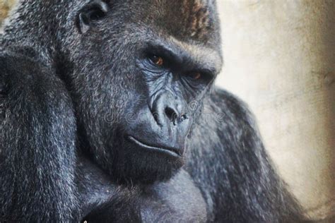 Big Black Gorilla Sitting and Looking at Me in the Summer Afternoon ...