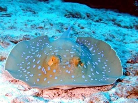 Blue-spotted Stingray – "OCEAN TREASURES" Memorial Library