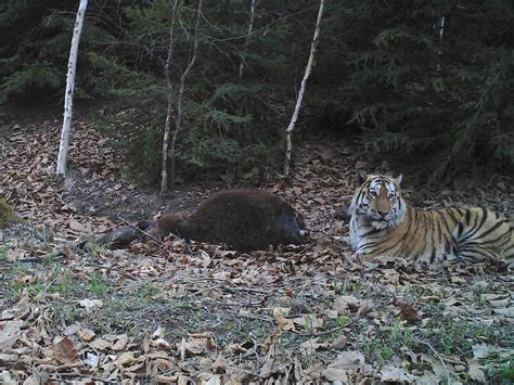 China considers a huge national park for Amur tigers and leopards