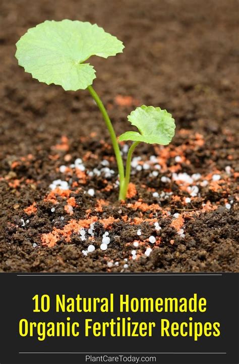 10 Natural Homemade Organic Fertilizer Recipes | Fertilizer for plants, Organic fertilizer ...