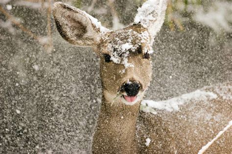 How Animals Survive in Winter