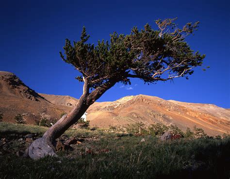 Bristlecone Pine Tree | Bristlecone pine, Tree story, National forest