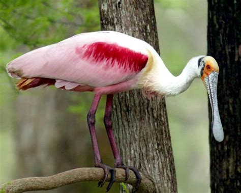 Roseate Spoonbill – "OCEAN TREASURES" Memorial Library