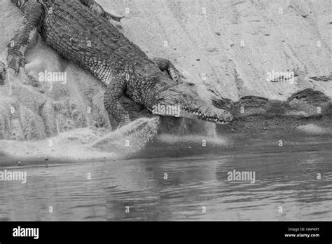 Nile Crocodile,running on land Stock Photo - Alamy