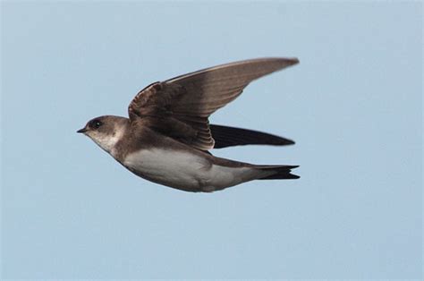 Sand Martin | Bird Identification Guide | Bird Spot