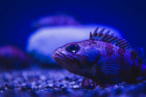Deep Sea Fish | Some kinda deep sea fish with big eyes and l… | Flickr
