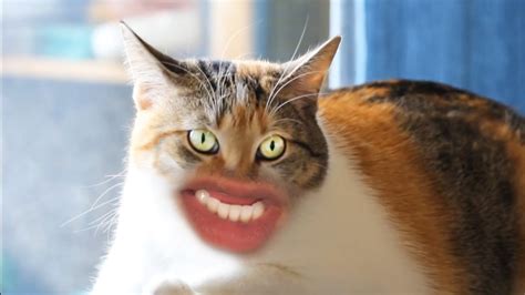 A Ridiculous Video Featuring Cats With Human Mouths Attempting to Say 'Meow'