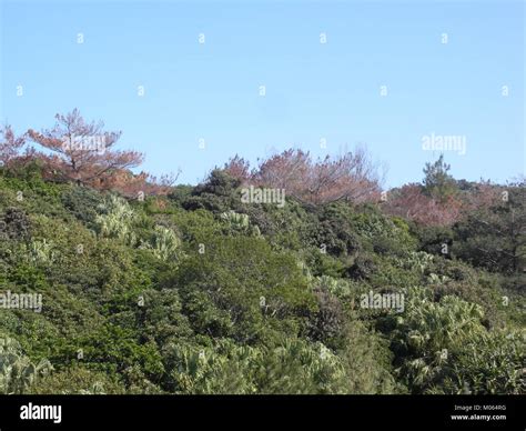 Bursaphelenchus xylophilus in Bonin Islands Stock Photo - Alamy