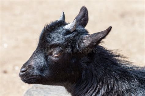 Black baby goat stock image. Image of black, goat, outdoors - 53943461