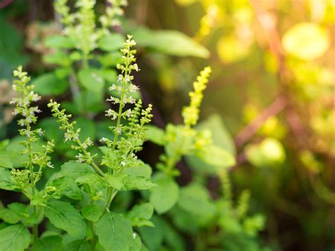 Tulsi – the magical sacred herb of Ayurveda in 2020 | Ayurveda, Tulsi, Herbs