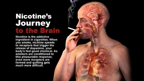 Nicotine's Journey to the Brain - StoryMD