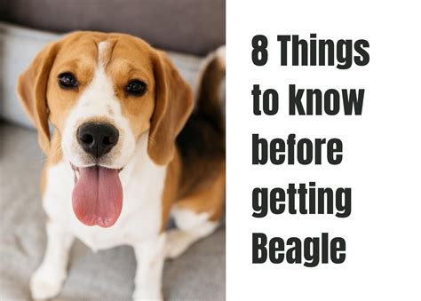 Are Beagles Good Service Dogs