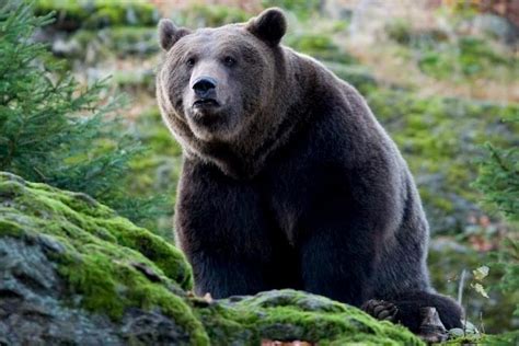 Brown bear in Bavarian Forest National Park in Eastern Bavaria ...