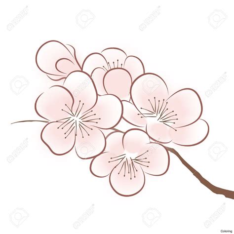 Cherry Blossom Flower Drawing at GetDrawings | Free download