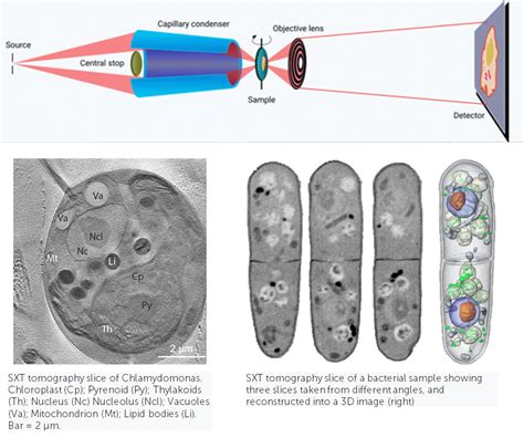 Introduction to X-Ray Microscopy