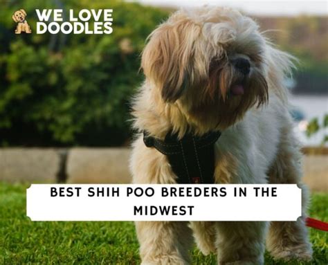 5 Best Shih Poo Breeders in the Midwest!