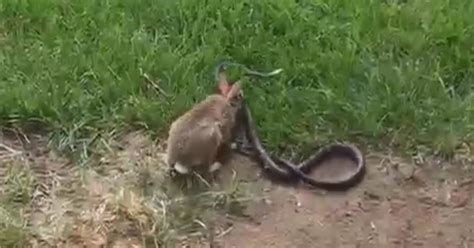 Watch this rabbit battle a snake to save her bunny