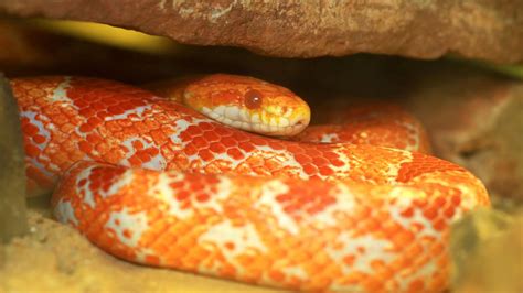 Corn Snakes: How to Create the Ideal Enclosure! - Vision Products