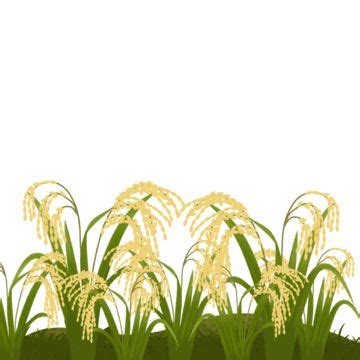 Yellow Paddy Hand Drawn Illustration Hd Transparent, Green Leaves ...