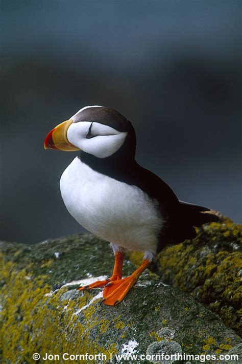 Horned Puffin 4 Photo, Picture, Print | Cornforth Images