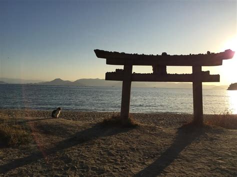 Premium Photo | Silhouette of bird on beach