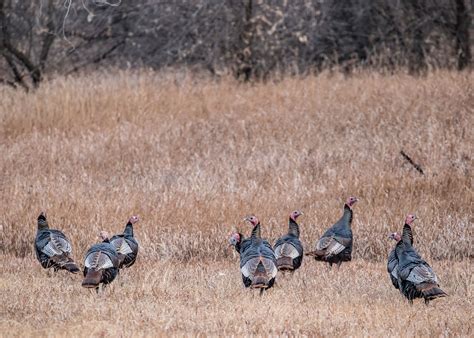 7 Ways To Improve Wild Turkey Habitat | Albert Land Management