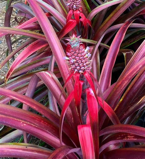 'Mila' Pineapple - Southern Living Plants