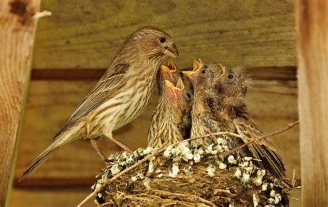 House Finch Nesting Habits – Everything You Need to Know! - Optics Mag