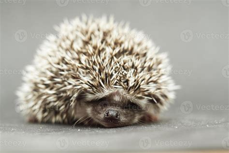 cute hedgehog rodent baby sleeping 1692561 Stock Photo at Vecteezy