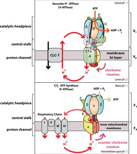 ATPase nomenclature, and structural and functional comparisons-VATPases ...