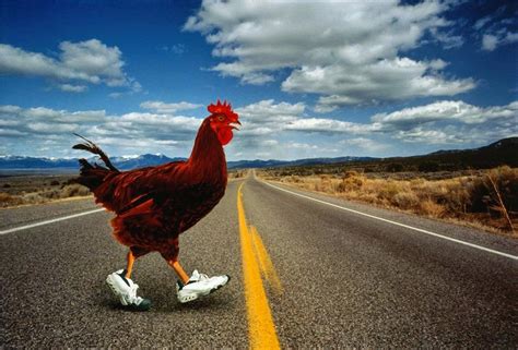 chicken crossing road Blank Template - Imgflip