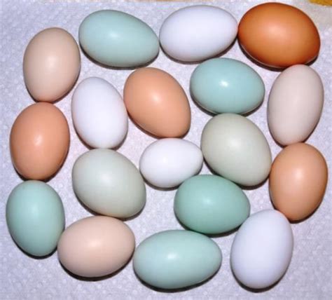 Ameraucana Eggs - Difference in Color | Chicken egg colors, Easter eggers, Eggs