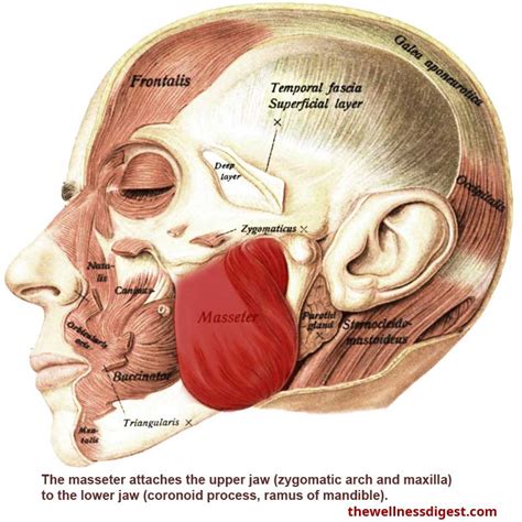 Scientists discover new layer of the masseter muscle – study – Oral ...