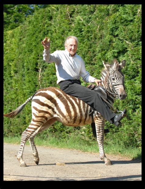 Racehorse trainer rides his pet ZEBRA to the pub | Daily Mail Online