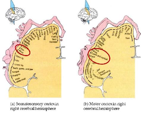 Sensory and motor cortex [11]. | Download Scientific Diagram