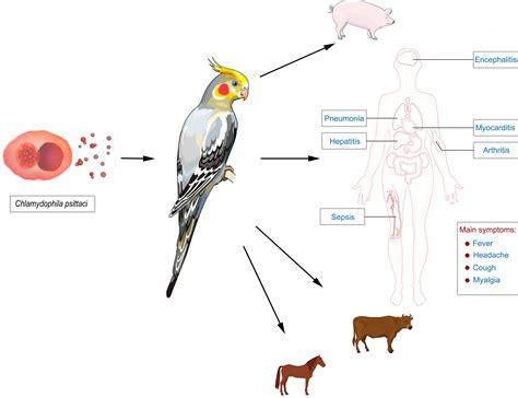 Frontiers | The Application Value of Metagenomic and Whole-Genome Capture Next-Generation ...