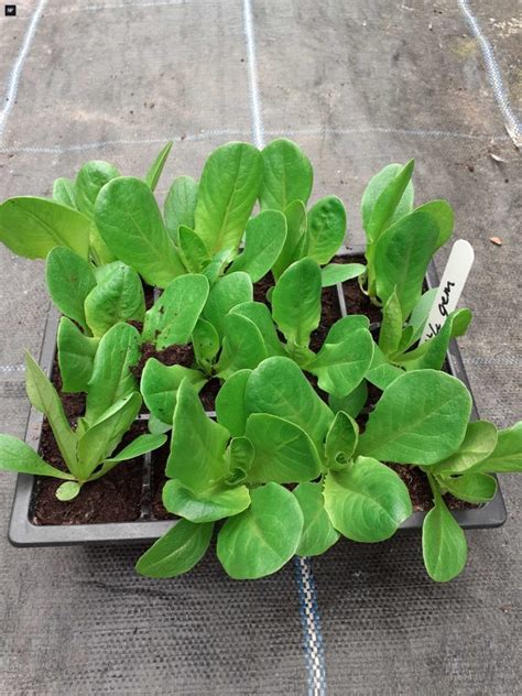 12 Little Gem Lettuce | SIX ASHES NURSERIES