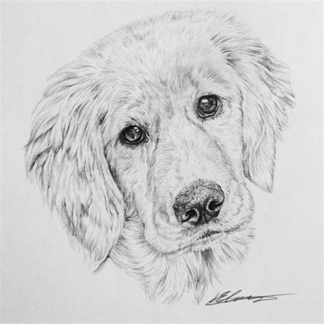 Golden Retriever Puppy Sketch ~ Retriever Golden Puppy Drawing Drawings Deviantart Sketch Cute ...