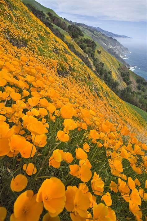 Beauty heals Big Sur, Spring. beautiful Big Sur California, California Poppy, Central California ...