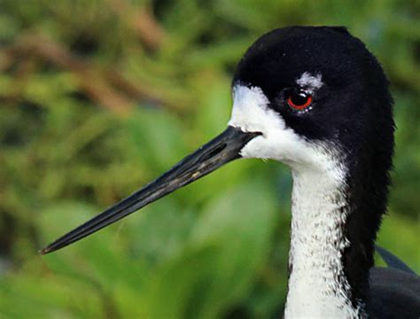 Hawaiian Stilt Breeding Season | Hawaiian Forest