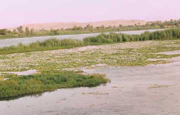 Royalty Free Pictures of Area near Nile River