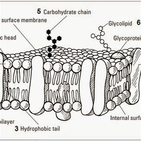 Stream Fluid Mosaic Model Of Cell Membrane Pdf Download |BEST| by PerneaPmada | Listen online ...