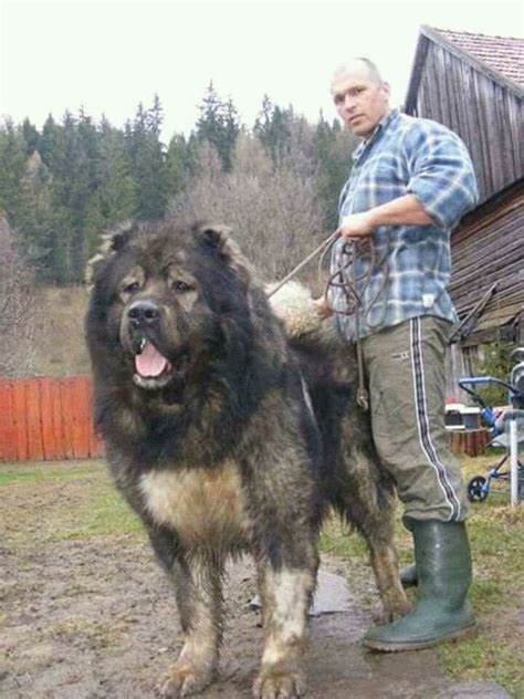 Pin by I Love Dogs on Tibetan Mastiff | Big dog breeds, Kangal dog, Dog ...