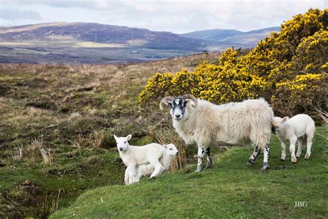 Scottish Highland Sheep, Scotland, High Quality Photo Print Stunning - Etsy