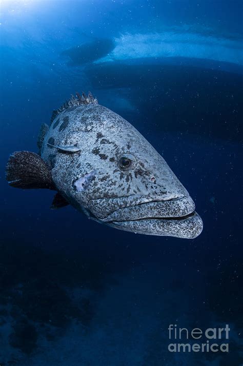 Potato Grouper, Australia Photograph by Todd Winner - Fine Art America