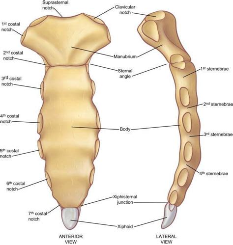 Notch Anatomy Definition - Anatomy Reading Source