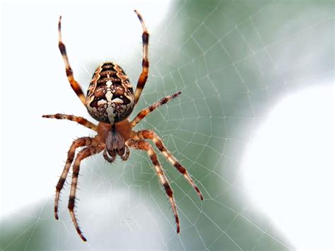 Spider Bite Prevention Tips From California Poison Control - L.A. Parent