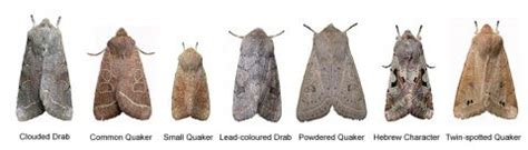 11 Small Moths You've Likely Seen in Your House - Trappify