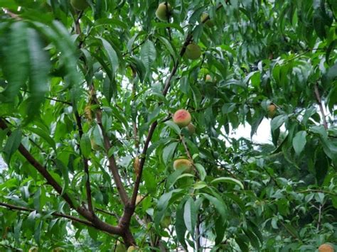 Giant Peaches or Tiny Treats? Picking the Perfect Peach Tree for You - The Practical Planter